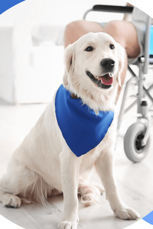 A dog assistance animal sitting in front of a person in a wheelchair