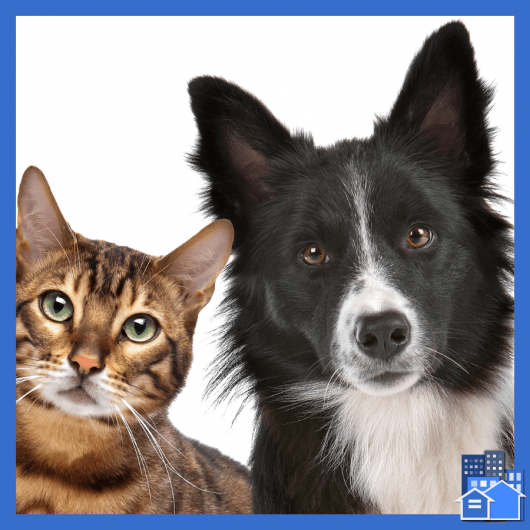 A border collie and tabby cat request for animal assistance