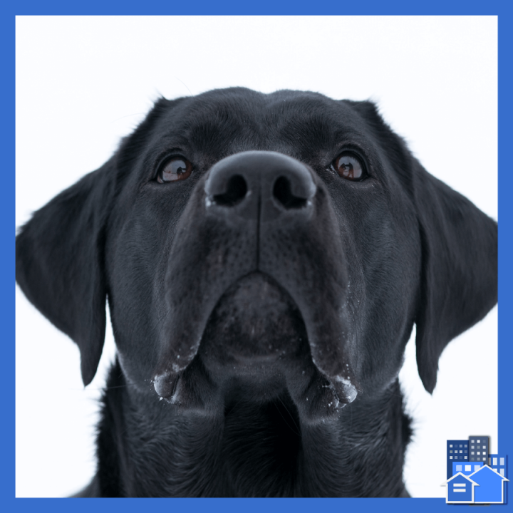 Black Labrador Assistance Animal